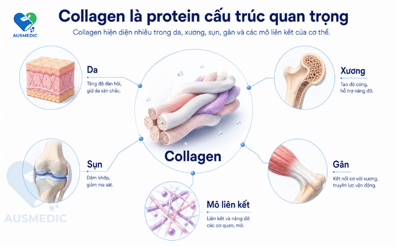 Collagen Là Gì? Cấu Trúc, Phân Loại Và Cách Bổ Sung Đúng Cách Theo Khoa Học