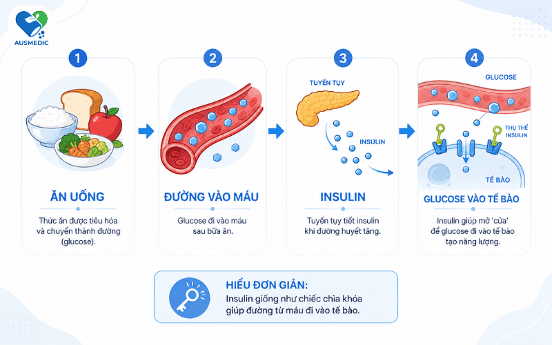 Insulin là gì? Vai trò, kháng insulin và những điều cần biết để kiểm soát đường huyết