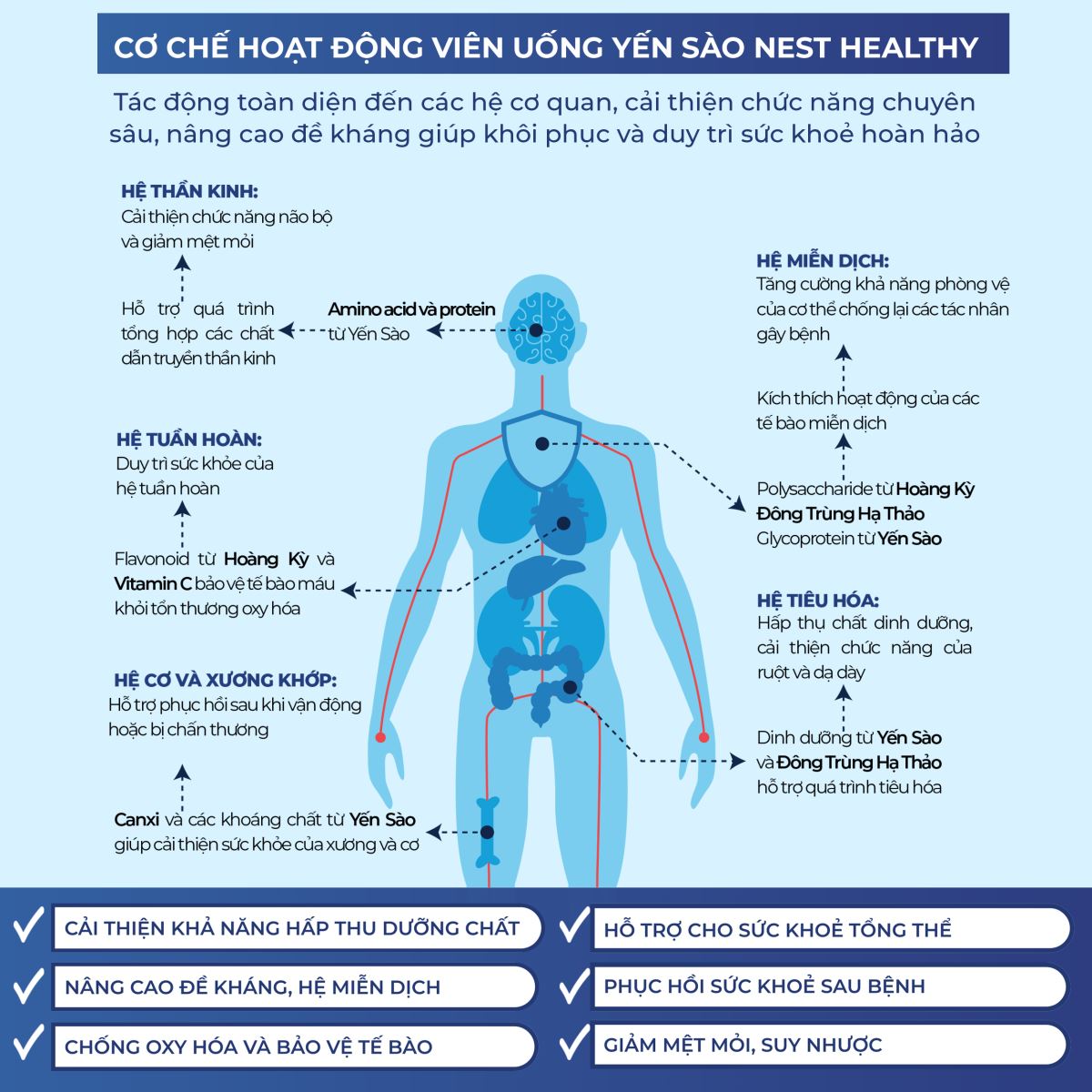 NEST HEALTHY -  TRÁNG KIỆN CƠ THỂ, ĐỀ KHÁNG NÂNG CAO