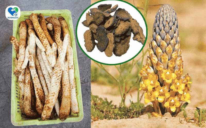 Nhục Thung Dung Có Tác Dụng Gì? Công Dụng Và Cách Dùng Hiệu Quả