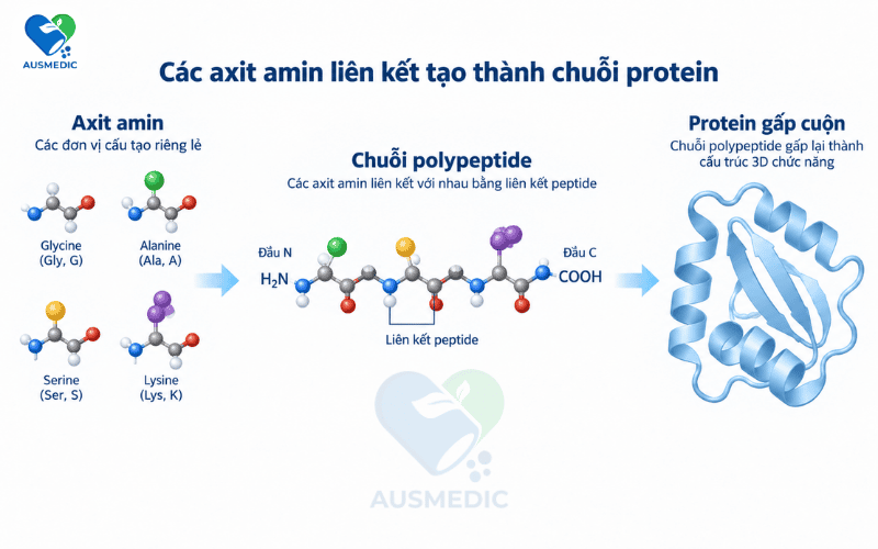 Axit Amin Là Gì? Phân Loại Đầy Đủ Và Vai Trò Đối Với Cơ Thể