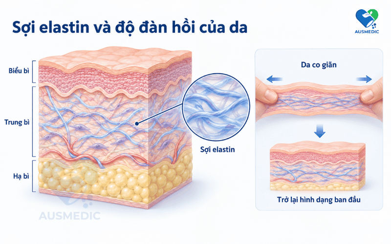 Elastin và lão hóa da: Sự thật về loại protein "bền nhất cơ thể"