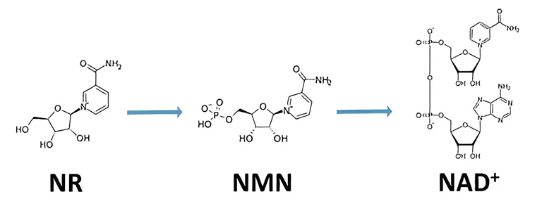 NMN khác gì NR? So sánh chi tiết tiền chất NAD+ tốt nhất hiện nay