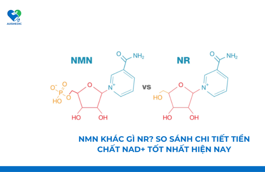 NMN khác gì NR? So sánh chi tiết tiền chất NAD+ tốt nhất hiện nay