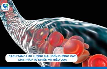 Cách Tăng Lưu Lượng Máu Đến Dương Vật: Giải Pháp Tự Nhiên Và Hiệu Quả