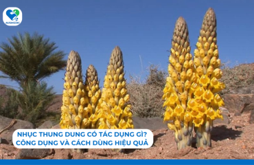 Nhục Thung Dung Có Tác Dụng Gì? Công Dụng Và Cách Dùng Hiệu Quả